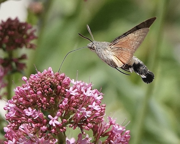 hummingbird hawkmoth